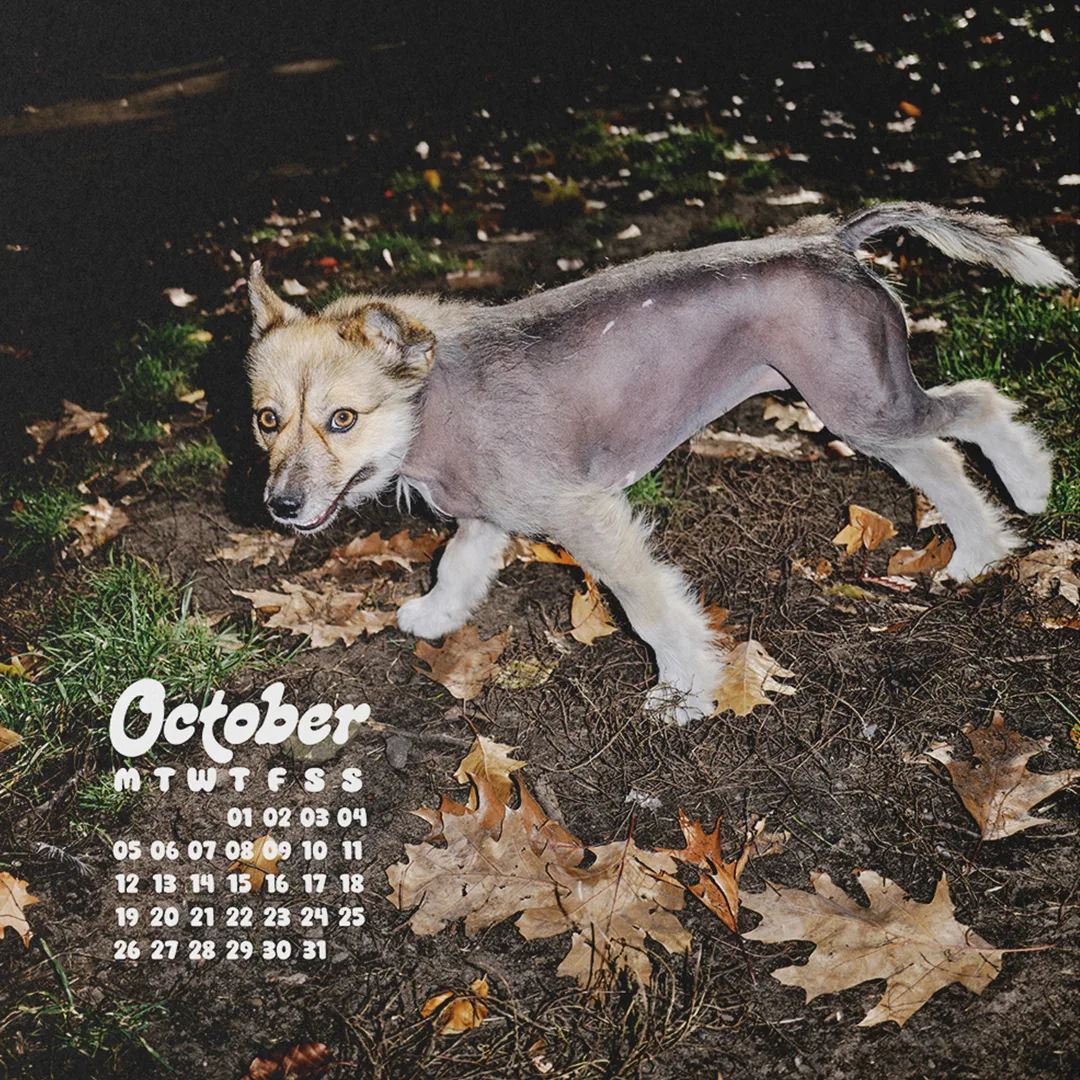 Calendar 2026: Dogs of Weserhalle
