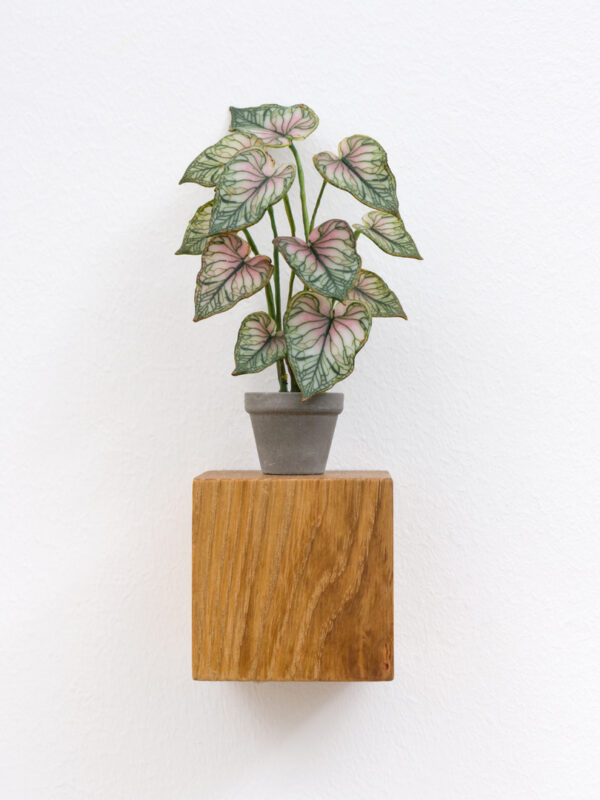 Caladium Thai Beauty